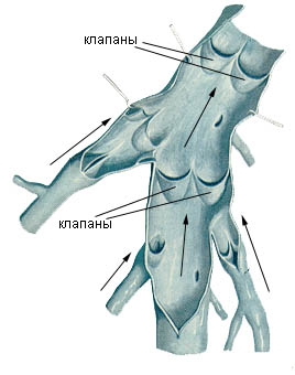 клапаны вен