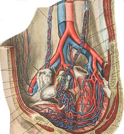 анатомия вен таза