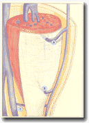 Рисунок 100. Разные
виды перфорантных вен на голени (главная диаграмма)