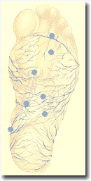 Рисунок 110. Подошвенная 
венозная дуга.