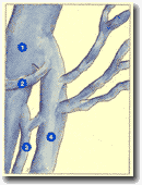 Рисунок 22. H - образное соустье
(наружно-боковой вид) тип 2.