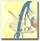 Рисунок 27. Анатомические
отношения между тазовой венозной системой и большой подкожной веной.