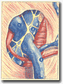 Рисунок 28. Анастомоз
глубокой огибающей вены с бедренной веной.