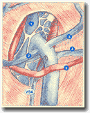 Рисунок 31: Добавочная
подкожная вена vein (ASV). Анастомоз с дугой большой подкожной вены.