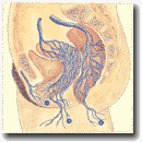 Рисунок 36. Анатомические
причины вульварного, промежностного и ягодичного варикоза.