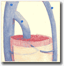 Рисунок 47. Многоветвистая 
перфорантная вена: соединение с двумя стволами.