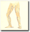  Рисунок 59: Перфорантные вены. Общая топография.