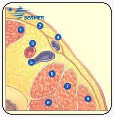 Паховый
регион - Поперечное сечение