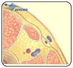 Перфорантные вены приводящего канала (Перфоранты Додда). Анатомические варианты
и ультрасонографические корреляции.
