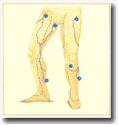 Рисунок 71. Abdominopelvic 
veins