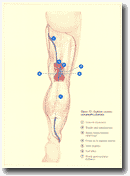 Рисунок 72. Малая подкожная
вена: Общая топография