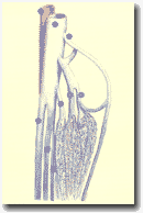 Рисунок 74. Икроножная
и камбаловидная венозные сети.