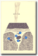 Рисунок 76. Подколенная
ямка при УЗИ исследовании.
