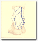 Рисунок 89. Классическое
начало малой подкожной вены.