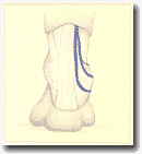 Рисунок 90. Начало 
малой подкожной вены двумя сосудами.