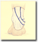 Рисунок 91. Начало 
малой подкожной вены связанное с большой подкожной веной