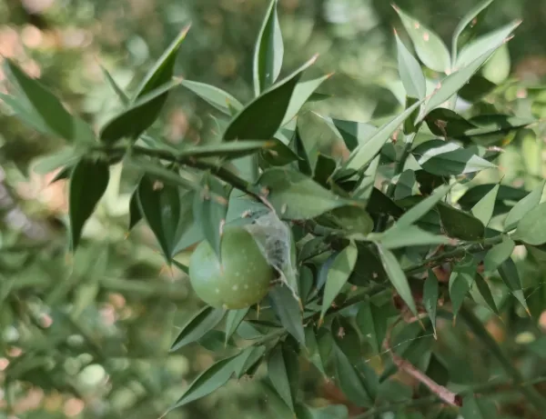 Иглица колючая.