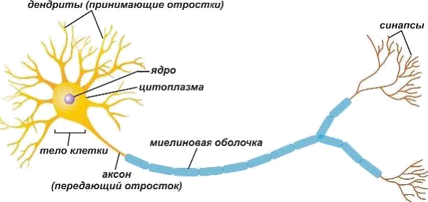 нейрон