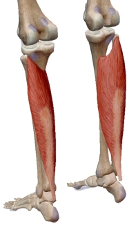 камбаловидная мышца