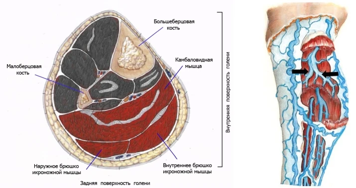 анатомия голени и вен